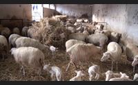 crolla il prezzo i pastori un agnello di 10 chili costa come due pizze