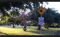 4 sardi in australia ecco perch ce ne siamo andati dall isola