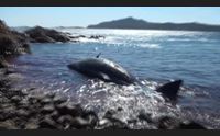 arzachena costa smeralda senza plastica la gallura diventa ecologista