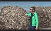 alghero la posidonia conquista il litorale la pulizia resta un problema