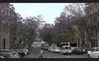 cagliari la straordinaria fioritura della jacaranda nei viali cittadini