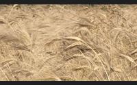 grano crollo della pruduzione al via progetto salva cerealicoltori