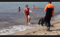 estate sicura sulle spiagge arrivano i cani che salvano le vite