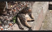 isili colonia felina sterminata con le polpette avvelenate