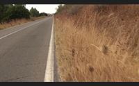marmilla strade invase da erbacce i sindaci alto rischio incendi
