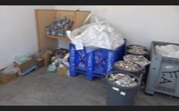 olbia confiscati due quintali tra