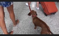 olbia l aeroporto costa smeralda diventa amico degli animali