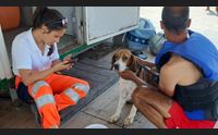 gonnesa beagle introvabile da giorni lo salvano i bagnini di gonnesa