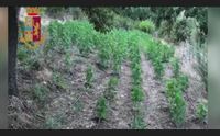 scoperta una piantagione di cannabis a orgosolo in cella un 19enne