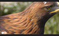 tonara un aquila reale in difficolt salvata tra le montagne