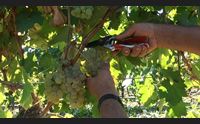 vendemmia sar un ottima annata aumenta la produzione dei rossi