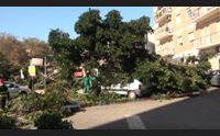 cagliari crolla l albero di via dei giudicati