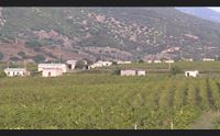 arzana vigne di quirra vendemmia dopo 70 anni