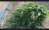 samassi scoperta una piantagione di marijuana due persone fermate