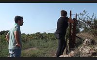ittiri vigneti a carciofaie devastati dai cinghiali danni incalcolabili