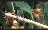fichi d india dimenticati da olzai l appello cercasi coltivatori