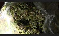 settimo essicca in casa 250 chili di marijuana tradito dall odore