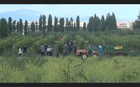 a scuola di vendemmia cabernet e sangiovese all agrario di sassari