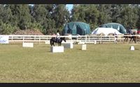 dressage a oristano il pass per il campionato nazionale