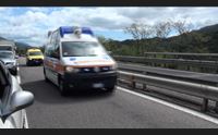 velocit telefonino e animali vaganti nel nuorese boom di incidenti