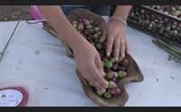 villamassargia luci e ombre sulla sagra boom di visitatori ma poche olive