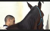 sedilo qui nascono i cavalli del palio di siena