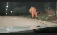 olbia troppi animali incustoditi in aumento gli incidenti stradali
