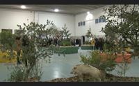 putifigari la mostra micologica evento per migliaia di esperti e appassionati