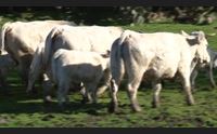 arborea e gallura un progetto di filiera per il bovino da carne