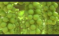 bestmedgrape dagli scarti della vite a prodotti per la salute