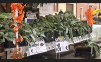 villasor grande successo per la festa del carciofo spinoso