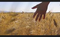 grano duro la sfida di gruppo cellino e agris ecco la filiera 100 sarda