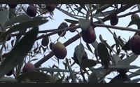 ittiri frana la strada oliveti inacessibili e raccolta in forse