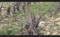 nel mandrolisai l albo dei vigneti storici il vino economia del territorio