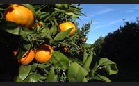 oristanese stagione agrumicola vittima del cambiamento climatico