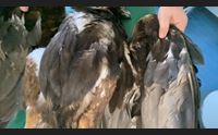 siniscola aquila reale morta folgorata ora rimangono due esemplari