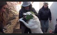 mogoro un calendario per sostenere le amiche di cani e gatti