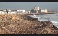 canne al poetto da dove arrivano accertamenti della forestale