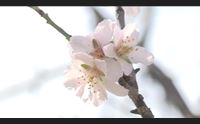 clima pazzo mandorli in fiore in un gennaio mai cos caldo