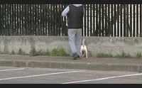 sassari cani che sporcano linea dura contro i padroni distratti