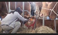 sassari w la carne sostenibile alimento fondamentale per la salute