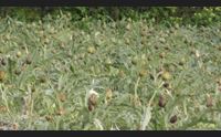 sulcis crisi del carciofo produzione in ritardo e prezzo crollato