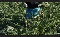 agrinsieme nuovo coordinamento uniti per rilanciare l agricoltura