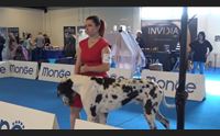 cagliari migliaia di cani in passerella al concorso cinofilo