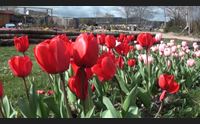 domani a turri riapre il parco dei tulipani con 300mila fiori