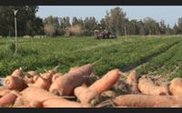coronavirus e imprese agricole misure di sostegno e mangiamo sardo