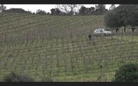 covid 19 sospesa la direttiva che vietava la coltivazione di orti vigneti e oliveti si alla coltivazione