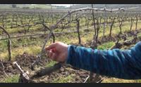 dolianova vigneti bruciati dal gelo compromessa la vendemmia