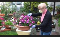covid 19 gli psicologi fiori e giardinaggio aiutano l autoisolamento