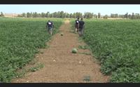 l agricoltura respira stanziati dalla regione 9 milioni di contributi